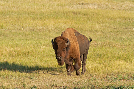 Yellowstone NP Bison