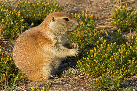 Grand Teton National Park Pronghorn