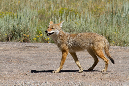 Rocky Mountain NP Coyote