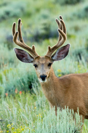 Rocky Mountain NP Mule Deer