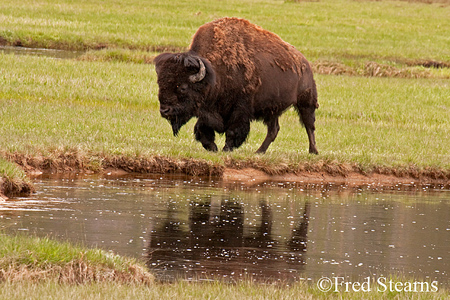 Yellowstone NP Bison