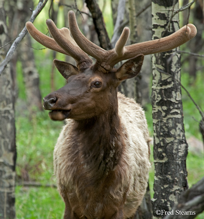 Rocky Mountain NP Cow Elk