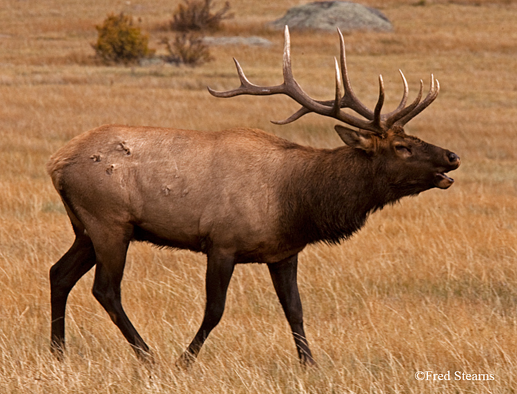 Rocky Mountain NP Elk