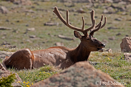 Rocky Mountain NP Cow Elk