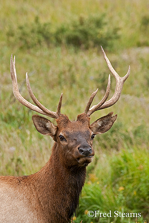Rocky Mountain NP Cow Elk