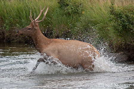 Rocky Mountain NP Cow Elk