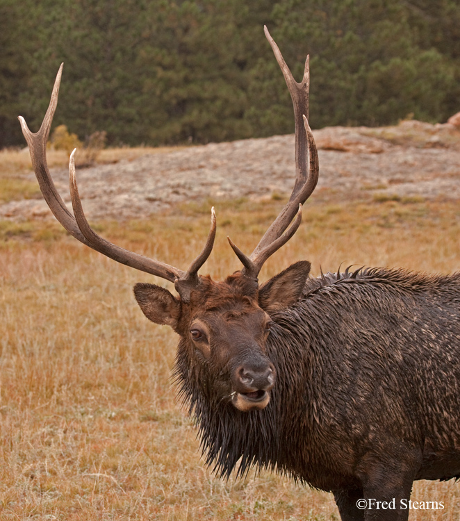 Rocky Mountain NP Elk