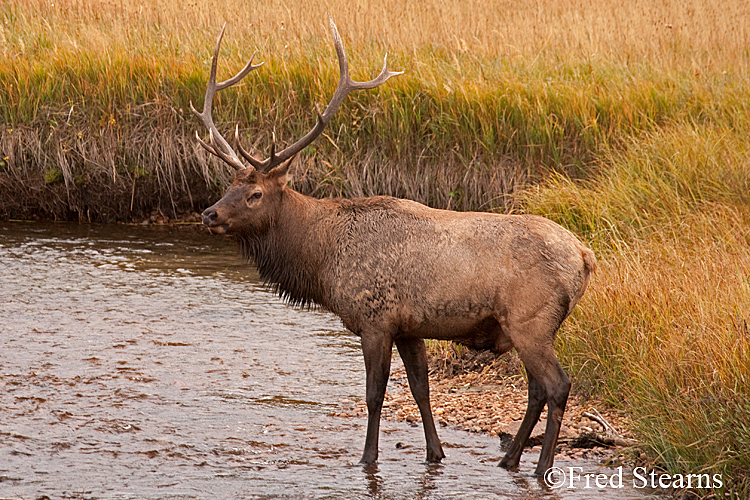 Rocky Mountain NP Elk