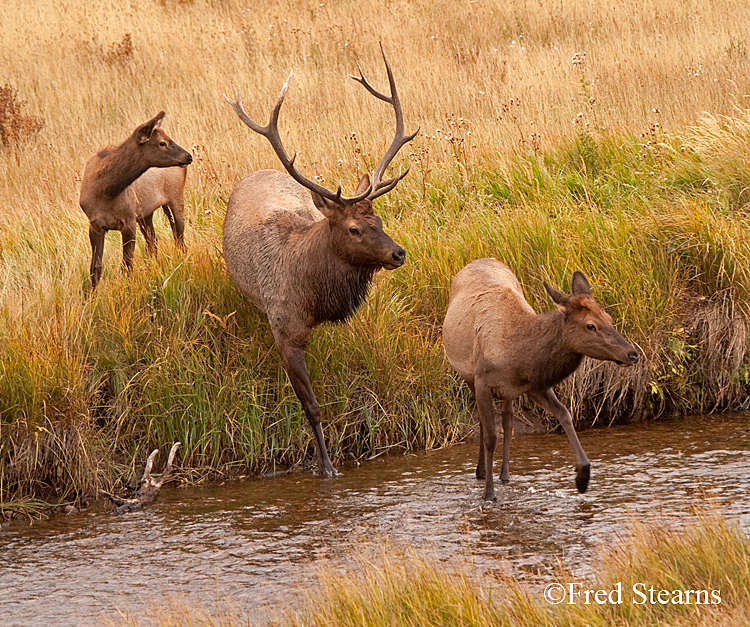 Rocky Mountain NP Elk