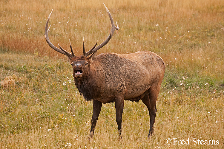 Rocky Mountain NP Elk