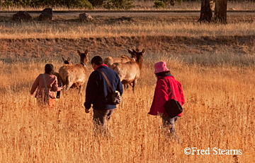 Yellowstone NP Bull Elk