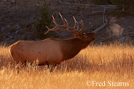 Rocky Mountain NP Bull Elk