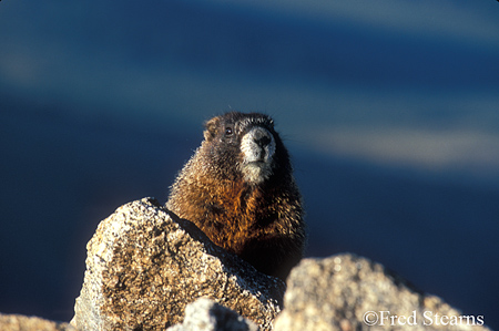 Arapahoe NF Mount Evans ellow Bellied Marmot