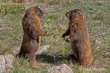 Rocky Mountain NP Yellow Bellied Marmot
