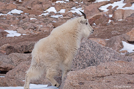 Arapaho NF Mount Evans Mountain Goat