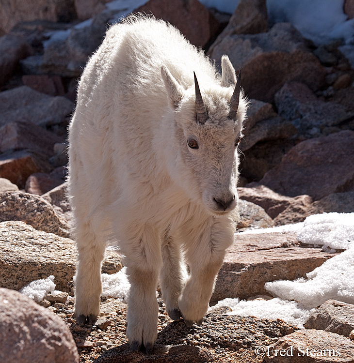 Mount Evans Mountain Goat