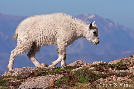Arapaho NF Mount Evans Mountain Goat