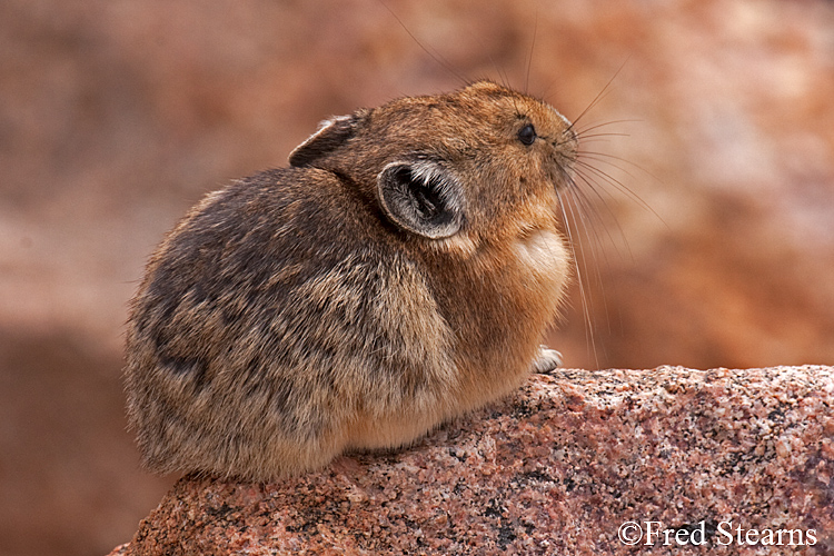Arapaho National Forest Pika