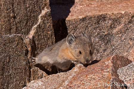 Arapaho NF Mount Evans Pika