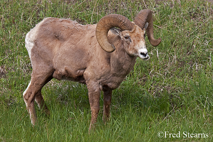 Yellowstone NP amar Valley Big Horn Sheep