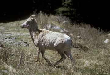 Big Horn Sheep on Guanella Pass