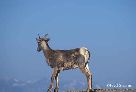 Big Horn Sheep on Mount Evans