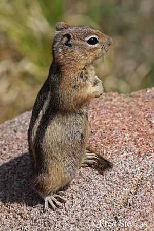 Rocky Mountain National Park Golden Mantled Ground Squirrel