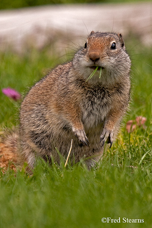 Grand Tetons NP Bison Calf