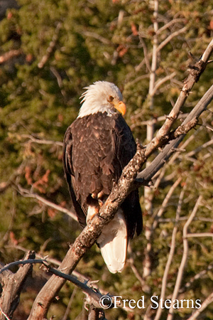 Bald Eagle Yellowstone National Park