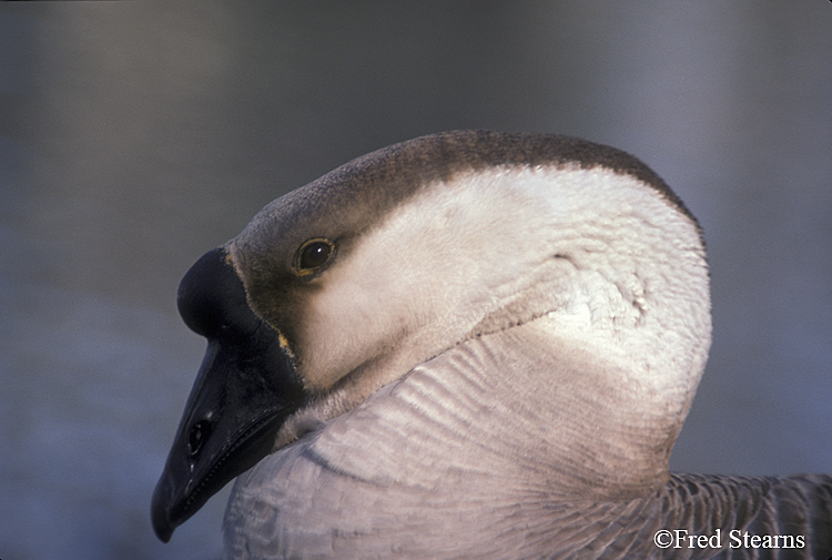 Goose