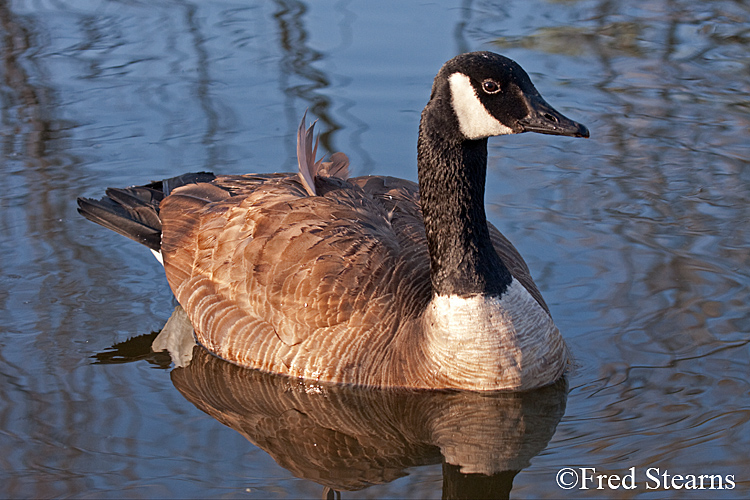 anada Goose Sterne Park
