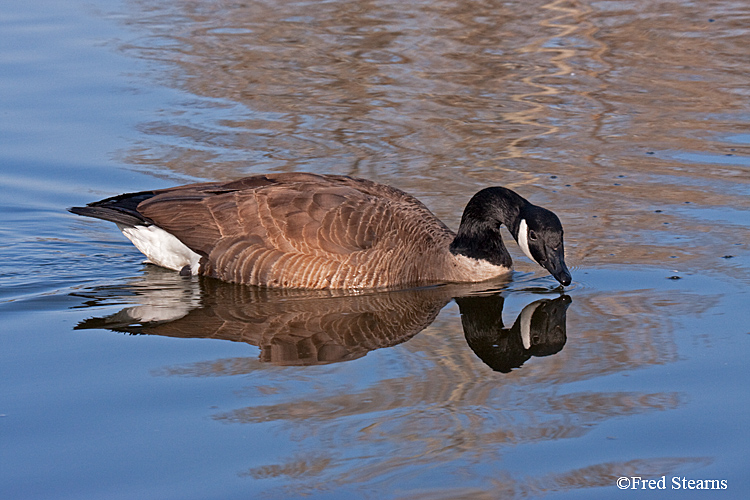anada Goose Sterne Park