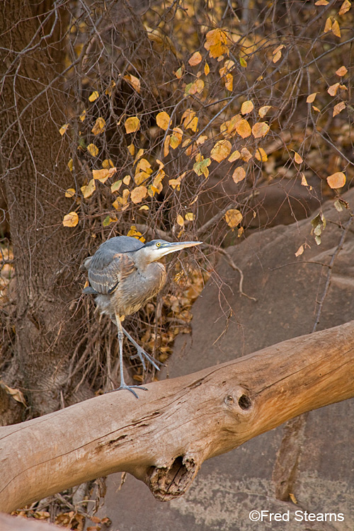 Zion NP Virgin River Great Blue Heron