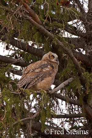 Great Horned Owl Yellowstone National Park